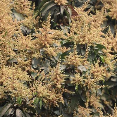 মুগ্ধতা ছড়াচ্ছে হাঁড়িভাঙার মুকুল