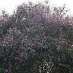 লাগানো হবে ২৫ কোটি গাছ, অগ্রাধিকার দেশীয় প্রজাতিতে