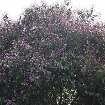 লাগানো হবে ২৫ কোটি গাছ, অগ্রাধিকার দেশীয় প্রজাতিতে