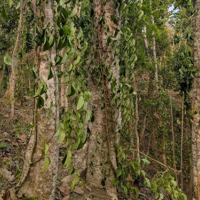 কুলাউড়ায় খাসিয়াপুঞ্জিতে এক চাষির সহস্রাধিক পানগাছ কর্তন