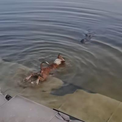 কুকুরকে কুমিরের সামনে ফেলা হয়েছিল? ভাইরাল ভিডিও নিয়ে নানামুখী প্রতিক্রিয়া