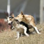 জলাতঙ্কের রোগী বাড়ছে, কিন্তু কুকুরকে টিকাদান রয়েছে বন্ধ