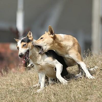 জলাতঙ্কের রোগী বাড়ছে, কিন্তু কুকুরকে টিকাদান রয়েছে বন্ধ
