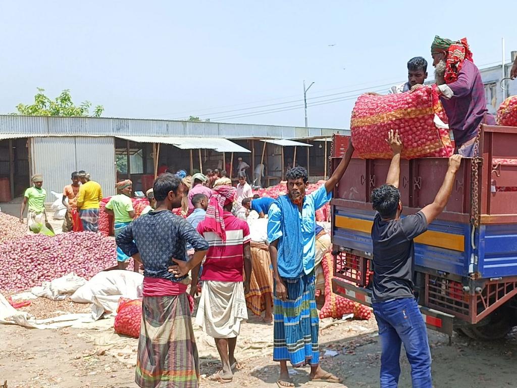 ভালো ফলনেও উৎপাদন খরচ তুলতে পারছেন না সাঁথিয়ায় পেঁয়াজচাষিরা