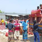 ভালো ফলনেও উৎপাদন খরচ তুলতে পারছেন না সাঁথিয়ায় পেঁয়াজচাষিরা