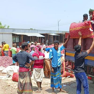 ভালো ফলনেও উৎপাদন খরচ তুলতে পারছেন না সাঁথিয়ায় পেঁয়াজচাষিরা