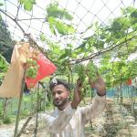 একটি চারা দিয়ে শুরু, ইকরামের বাগানে এখন ১৫০ জাতের আঙুর
