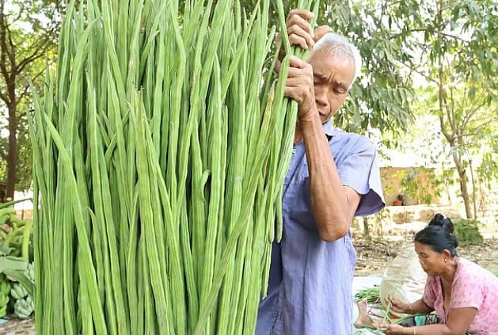 ট্যাপের পানি থেকে ৯৮ শতাংশ মাইক্রোপ্লাস্টিক দূর করে শজনে
