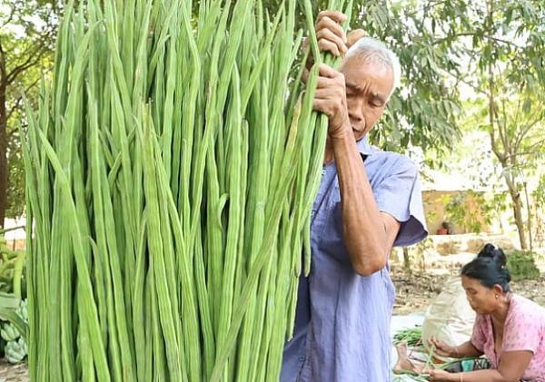 ট্যাপের পানি থেকে ৯৮ শতাংশ মাইক্রোপ্লাস্টিক দূর করে শজনে