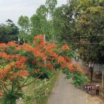 এক সড়কেই দেড় হাজার কৃষ্ণচূড়াগাছ, কোথায় গেলে দেখা মিলবে