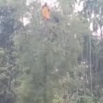 রাতে নিখোঁজ গৃহবধূকে সকালে পাওয়া গেল গাছের মগডালে, কৌতূহলীদের ভিড়