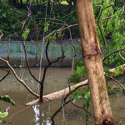 কালবৈশাখীর তাণ্ডবে জয়পুরহাটে বিদ্যুৎহীন ৭৫ গ্রাম, দুর্ভোগে ৩০ হাজার গ্রাহক